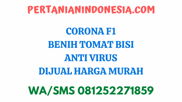 Corona F1 Benih Tomat Bisi Anti Virus Dijual Harga Murah
